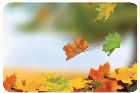 Falling Leaves and Letting Go: A Spiritual Practice for Autumn